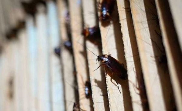 A Pest Company Offers Households 2000 To Release 100 Cockroaches In